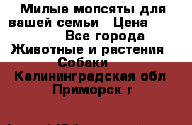 Милые мопсяты для вашей семьи › Цена ­ 20 000 - Все города Животные и растения » Собаки   . Калининградская обл.,Приморск г.